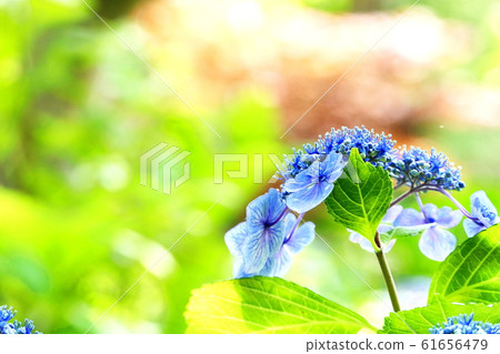 hydrangea hydrangea 61656479