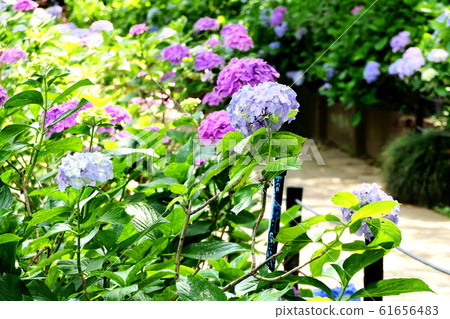 hydrangea   61656483