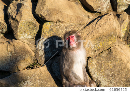 Japanese monkey @ Taishiro Ward, Sendai City 61656525