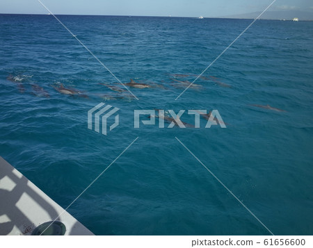 Wild dolphins_Oahu 61656600