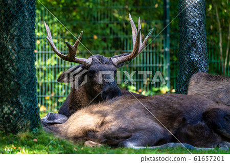 European Moose, Alces alces, also known as the elk 61657201