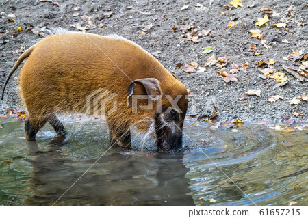 Red river hog, Potamochoerus porcus, also known as 61657215