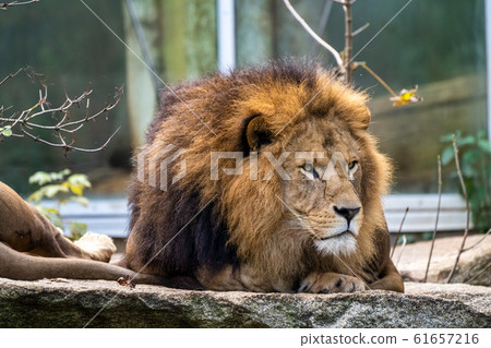 The lion, Panthera leo is one of the four big cats The lion, Panthera leo is one of the four big cats 61657216