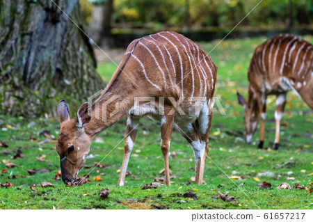 Nyala Antelope - Tragelaphus angasii. Wild life Nyala Antelope - Tragelaphus angasii. Wild life 61657217
