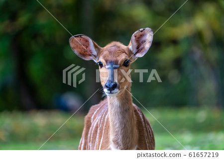 Nyala Antelope - Tragelaphus angasii. Wild life 61657219