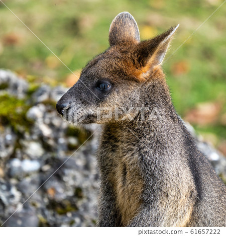 Swamp Wallaby, Wallabia bicolor, is one of the Swamp Wallaby, Wallabia bicolor, is one of the 61657222
