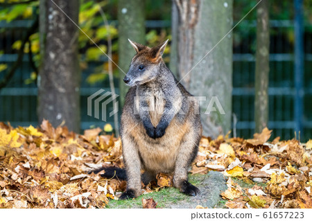 Swamp Wallaby, Wallabia bicolor, is one of the Swamp Wallaby, Wallabia bicolor, is one of the 61657223