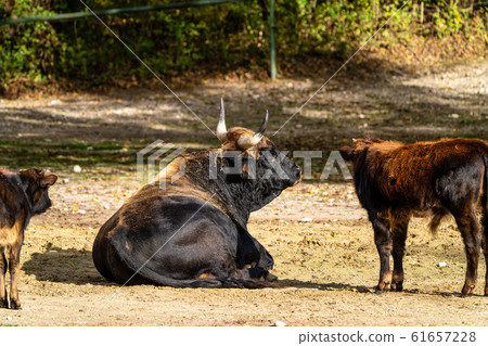 Heck cattle, Bos primigenius taurus or aurochs in Heck cattle, Bos primigenius taurus or aurochs in 61657228