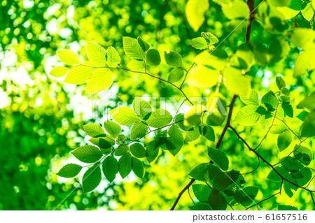 新鮮的綠色和生態形象 61657516