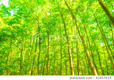 Fresh green and eco image 61657614