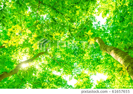 Fresh green and eco image 61657655
