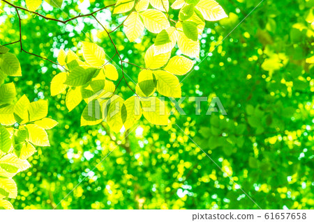 Fresh green and eco image Fresh green and eco image 61657658
