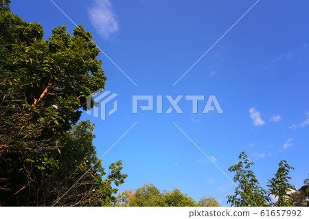 View of under the trees and blue sky background. View of under the trees and blue sky background. 61657992