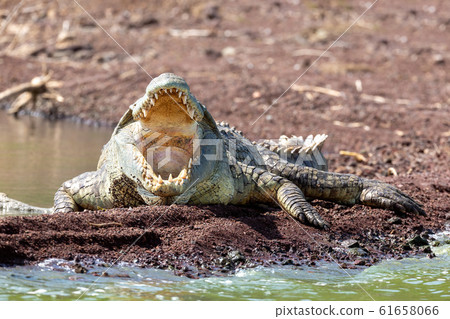 big nile crocodile, Chamo lake Ethiopia, Africa 61658066