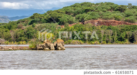 Lake Chamo landscape, Ethiopia Africa Lake Chamo landscape, Ethiopia Africa 61658071