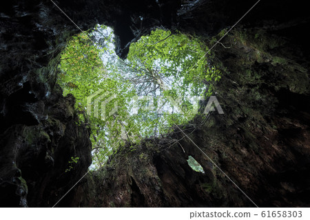 World heritage Yakushima trekking landscape Wilson's heart World heritage Yakushima trekking landscape Wilson's heart 61658303