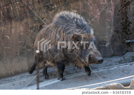 Two wild boars in Taihaku Ward, Sendai City 61658359
