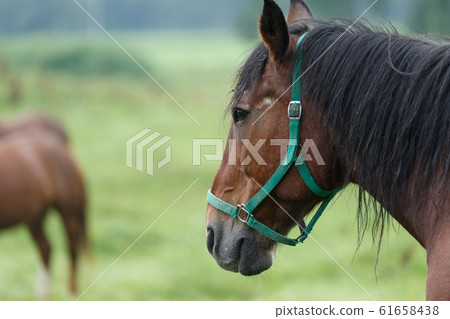Horses on a ranch in summer, eastern Hokkaido, Japan Horses on a ranch in summer, eastern Hokkaido, Japan 61658438