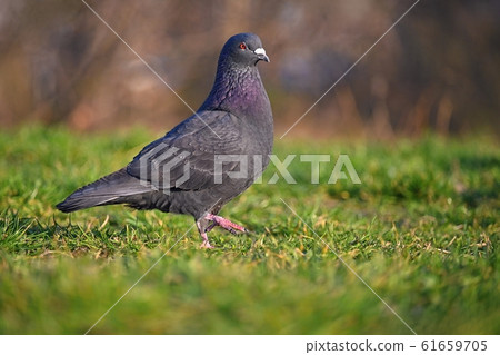 Pigeon. Beautiful shot of bird in nature  61659705