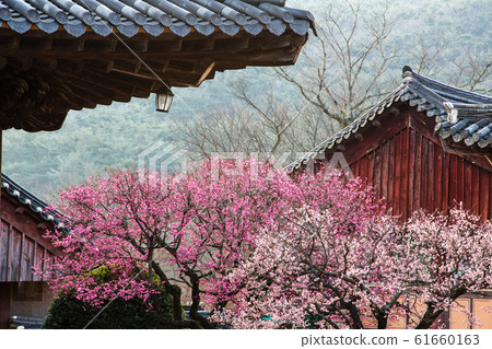 Red mash Red mash 61660163