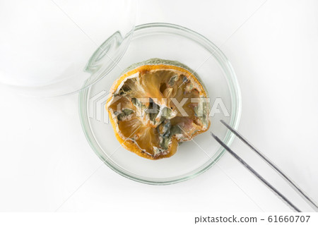 Ugly lemon with mold in petri dish on white. Ugly lemon with mold in petri dish on white. 61660707