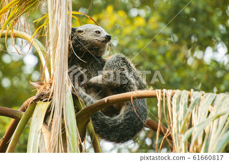 Binturong Binturong 61660817