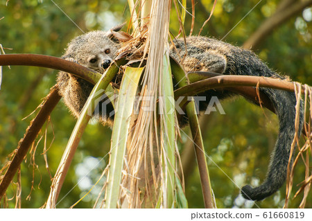 Binturong Binturong 61660819