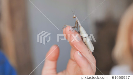Children examine an insect mantis on a hand. Children examine an insect mantis on a hand. 61660937
