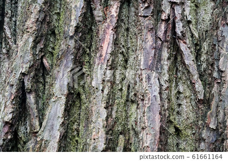 Close up of old tree bark. Close up of old tree bark. 61661164