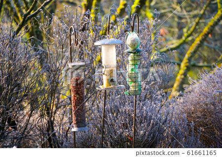 Bird feeders with mixed seeds in beautiful garden during frozen winter. 61661165
