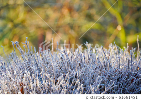 Close up of frozen plant on a winter morning in frost and sunlight of a garden Close up of frozen plant on a winter morning in frost and sunlight of a garden 61661451