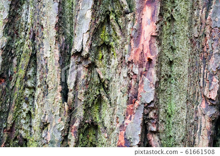Close up of old tree bark.  61661508