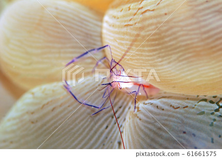 Bubble Coral Shrimp Bubble Coral Shrimp 61661575