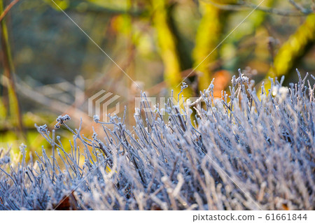 Close up of frozen plant on a winter morning in frost and sunlight of a garden Close up of frozen plant on a winter morning in frost and sunlight of a garden 61661844