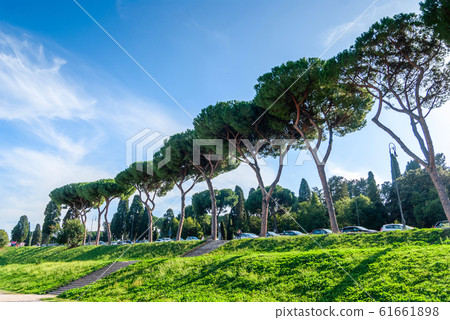 Italian Stone Pines Pinus Pinea also known as 61661898