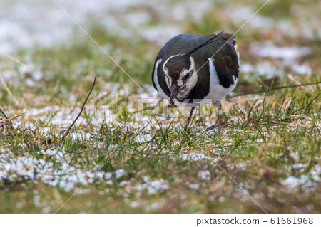 Lapwing (Vanellus vanellus) 61661968