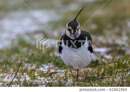 Lapwing (Vanellus vanellus) 61661969