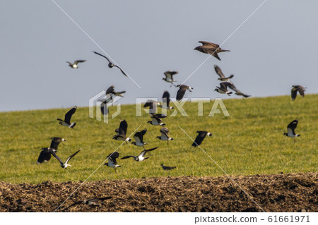Lapwing (Vanellus vanellus) 61661971