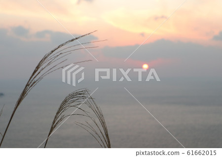 Japanese pampas grass and horizon and sun Japanese pampas grass and horizon and sun 61662015