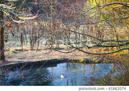 Winter at the pond in natural beautiful garden. Winter at the pond in natural beautiful garden. 61662074