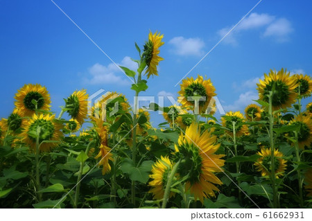 Sunflower Hill Park 61662931