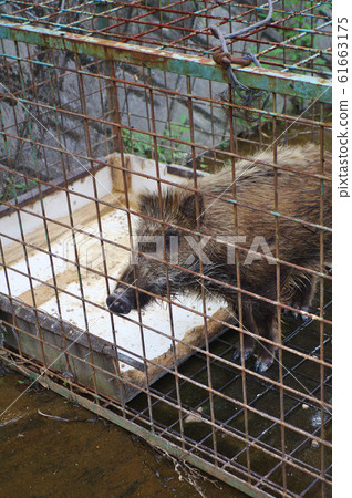 捕獲的野豬 61663175