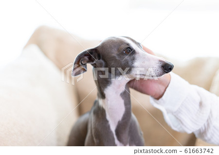 意大利靈緹犬,與主人坐在沙發上 意大利靈緹犬,與主人坐在沙發上 61663742