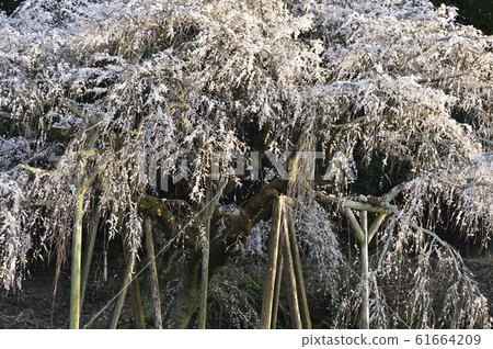[Okazaki City, Aichi Prefecture] Weeping cherry blossoms in Okuyamada 61664209