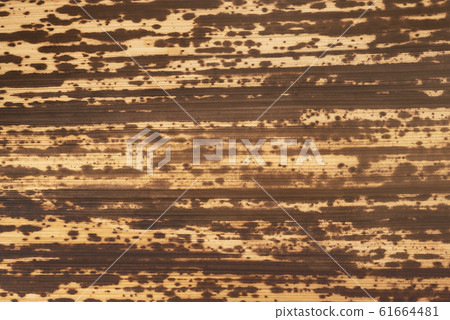 竹皮膚紋理特寫 61664481