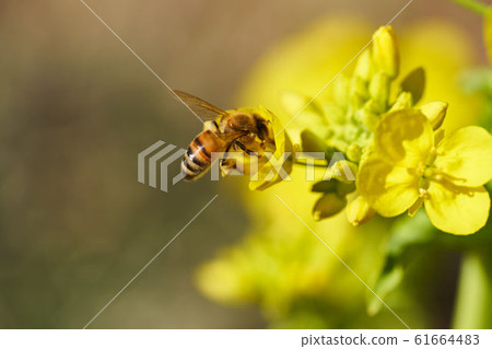Rape blossoms 61664483