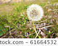Dandelion fluff 61664532