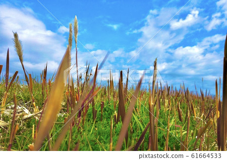 Prairie and sky 61664533