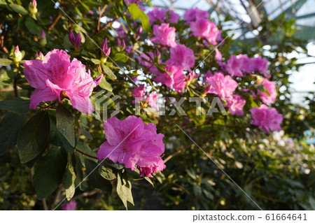 Blooming azaleas in the botanical garden Blooming azaleas in the botanical garden 61664641