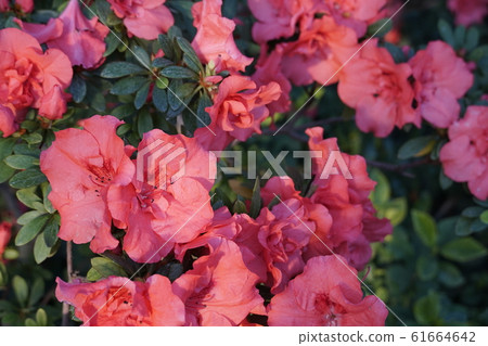Blooming azaleas in the botanical garden Blooming azaleas in the botanical garden 61664642